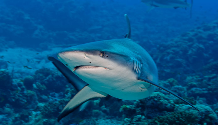 5 conseils pour éviter les attaques de requins