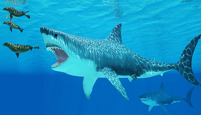 5 façons efficaces de survivre à une attaque de requin