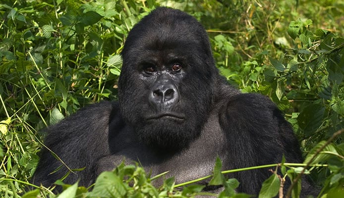 Gorilla Trekking En Ouganda • Tout Ce Que Vous Devez Savoir