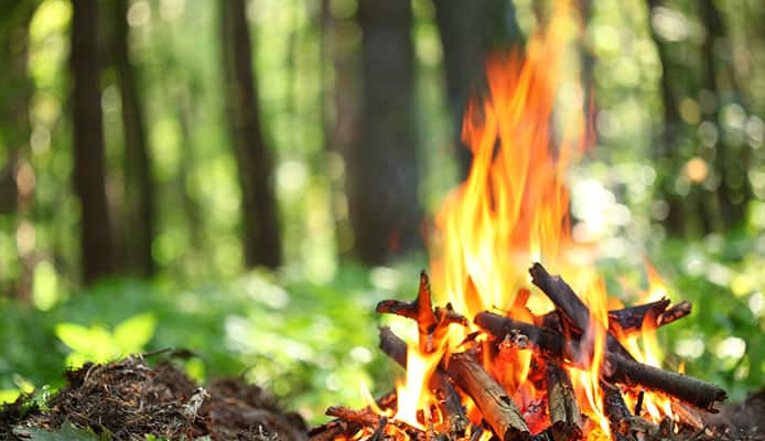 Guide de sélection du bois pour feu de camp : comment trouver le meilleur bois pour feu de camp