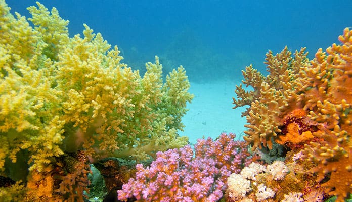 Identification des coraux mous : 6 types de coraux mous