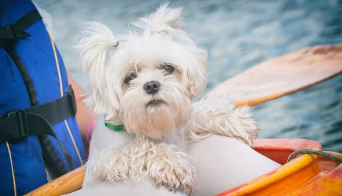 Kayak avec votre chien : comment le rendre agréable pour tous