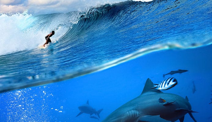 La réalité des requins et du surf