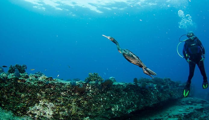 10 meilleurs sites de plongée au Belize
