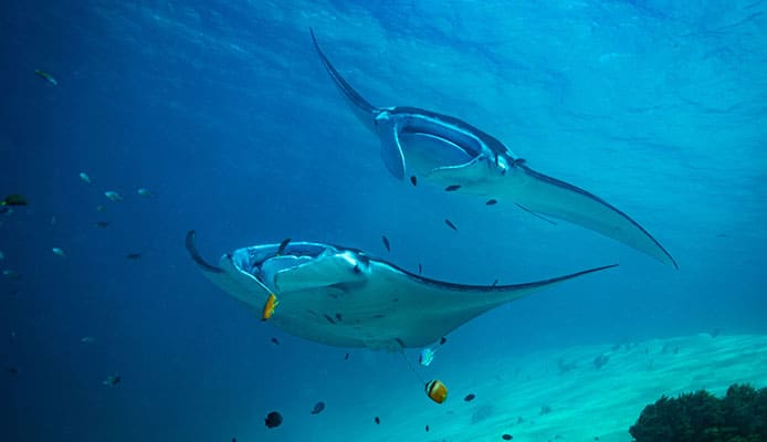 10 meilleurs sites pour plonger avec les raies manta
